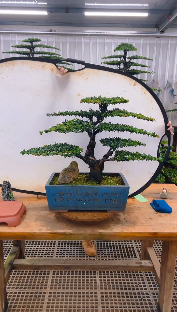 无花朵精品盆景直播间一物一拍