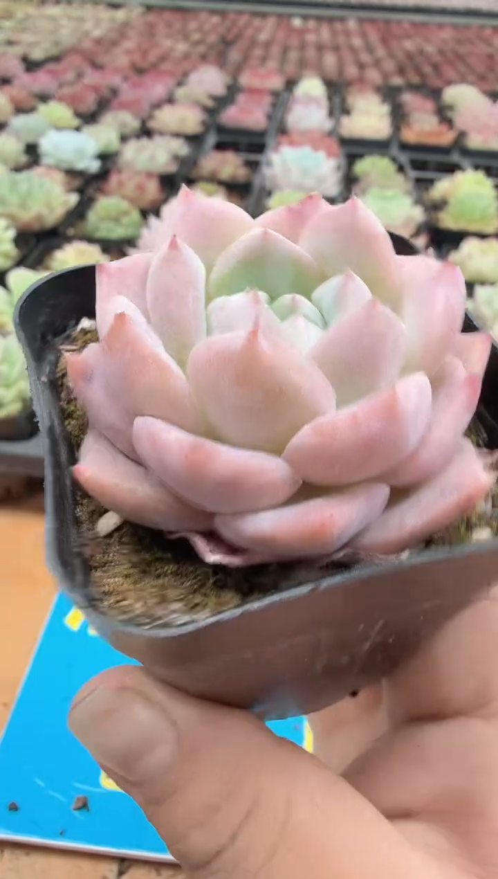 东云多肉园二店-149