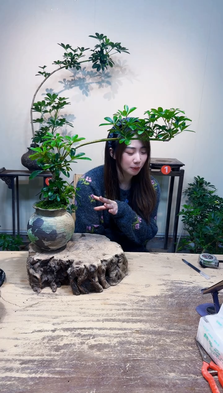 无花朵鑫**心后面3号538