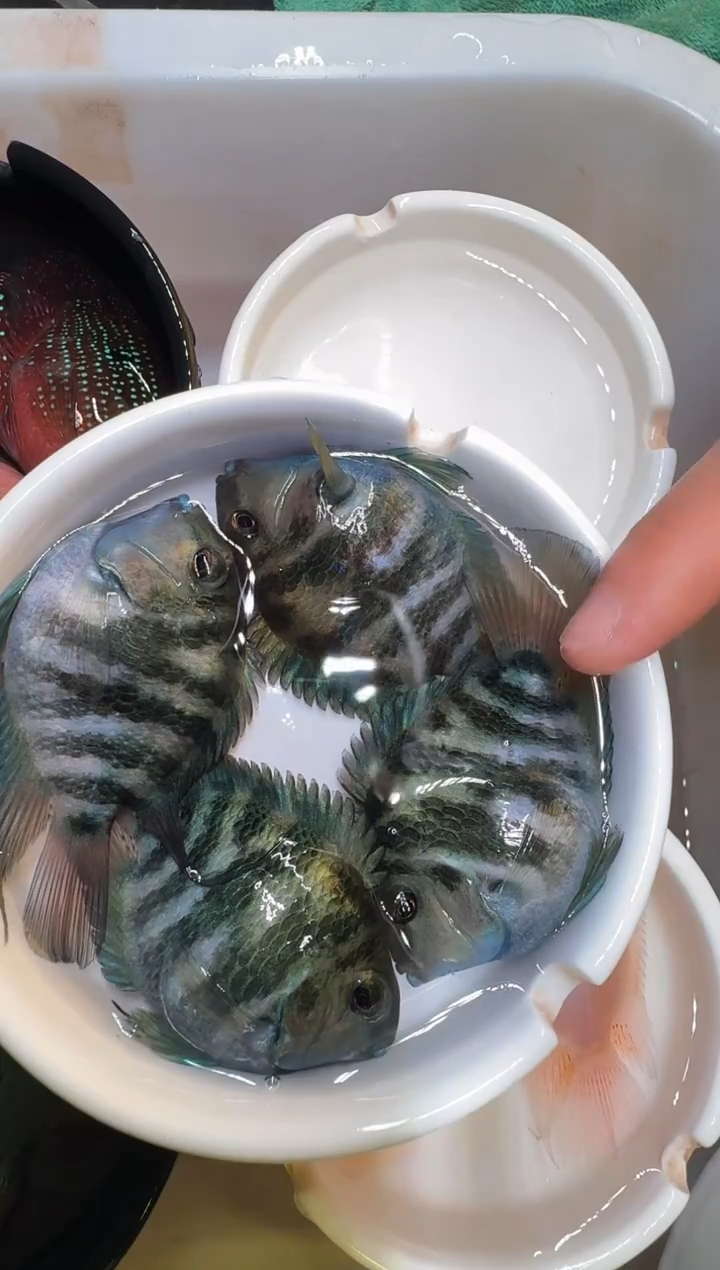 鹦鹉鱼宝蓝4公  