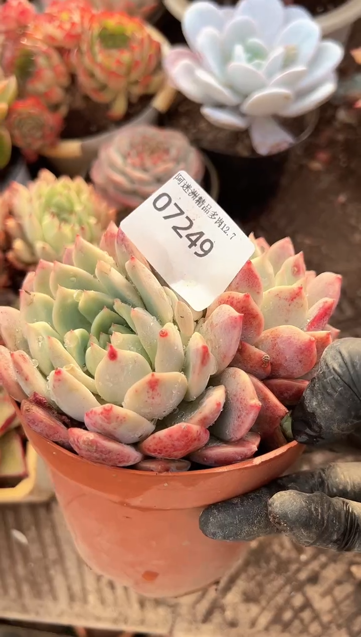 V****?阿迷洲多肉花卉07249