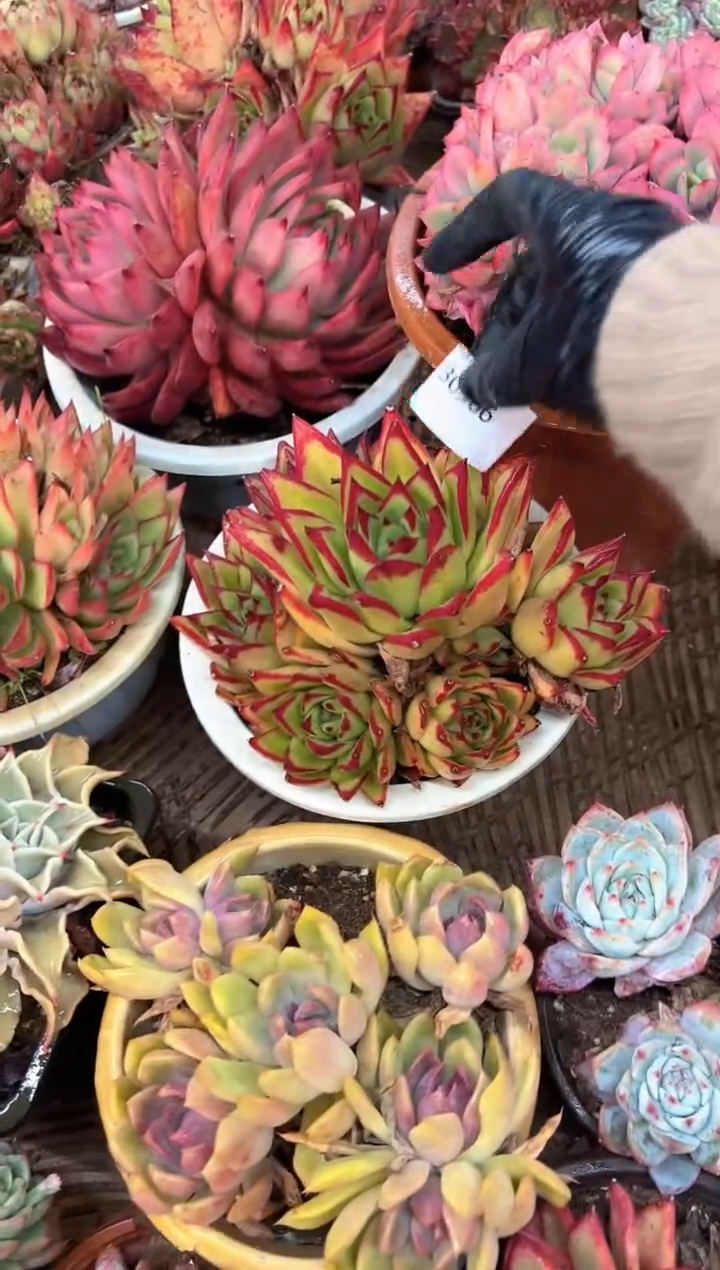 时**一多肉植物一物一拍30506