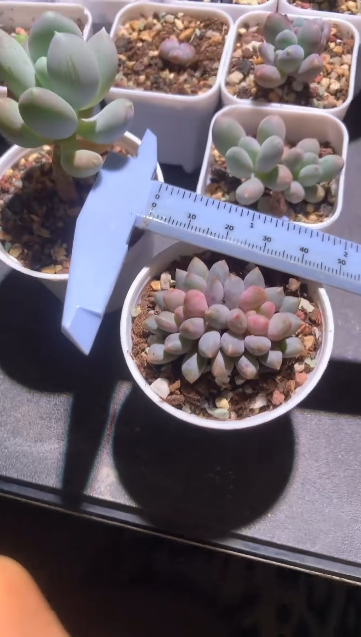 蓝莓奶酪多肉，满28包邮，不满发一个叶片到付