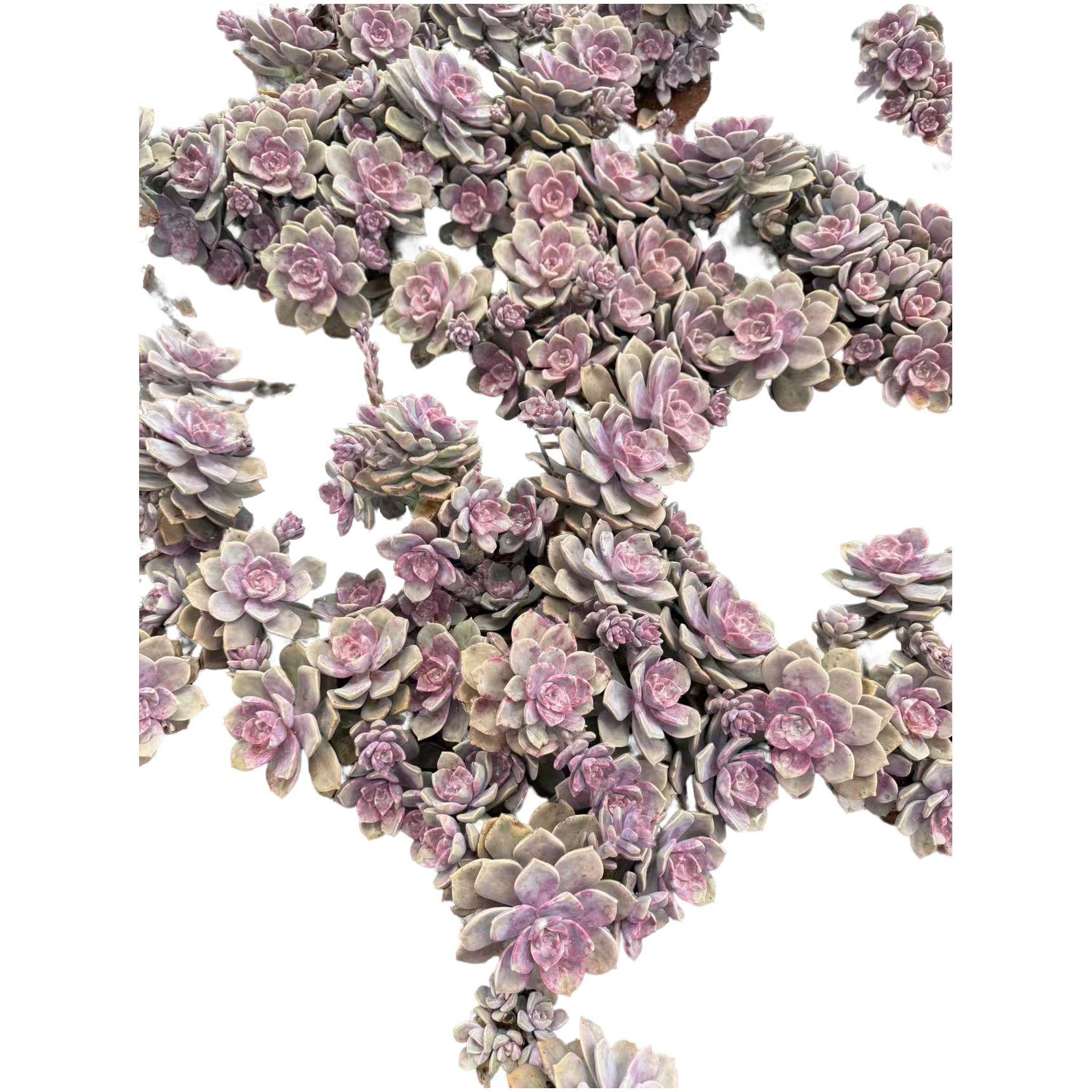 精品多肉   大大大紫乐冠幅35公分以上（断枝不售后）