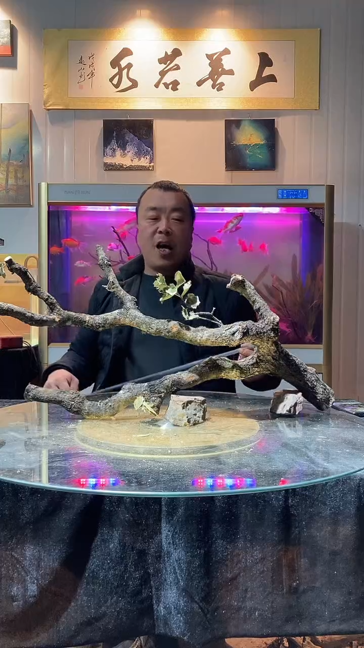 138号天然黄梨枝一木成景长78适合80-100缸