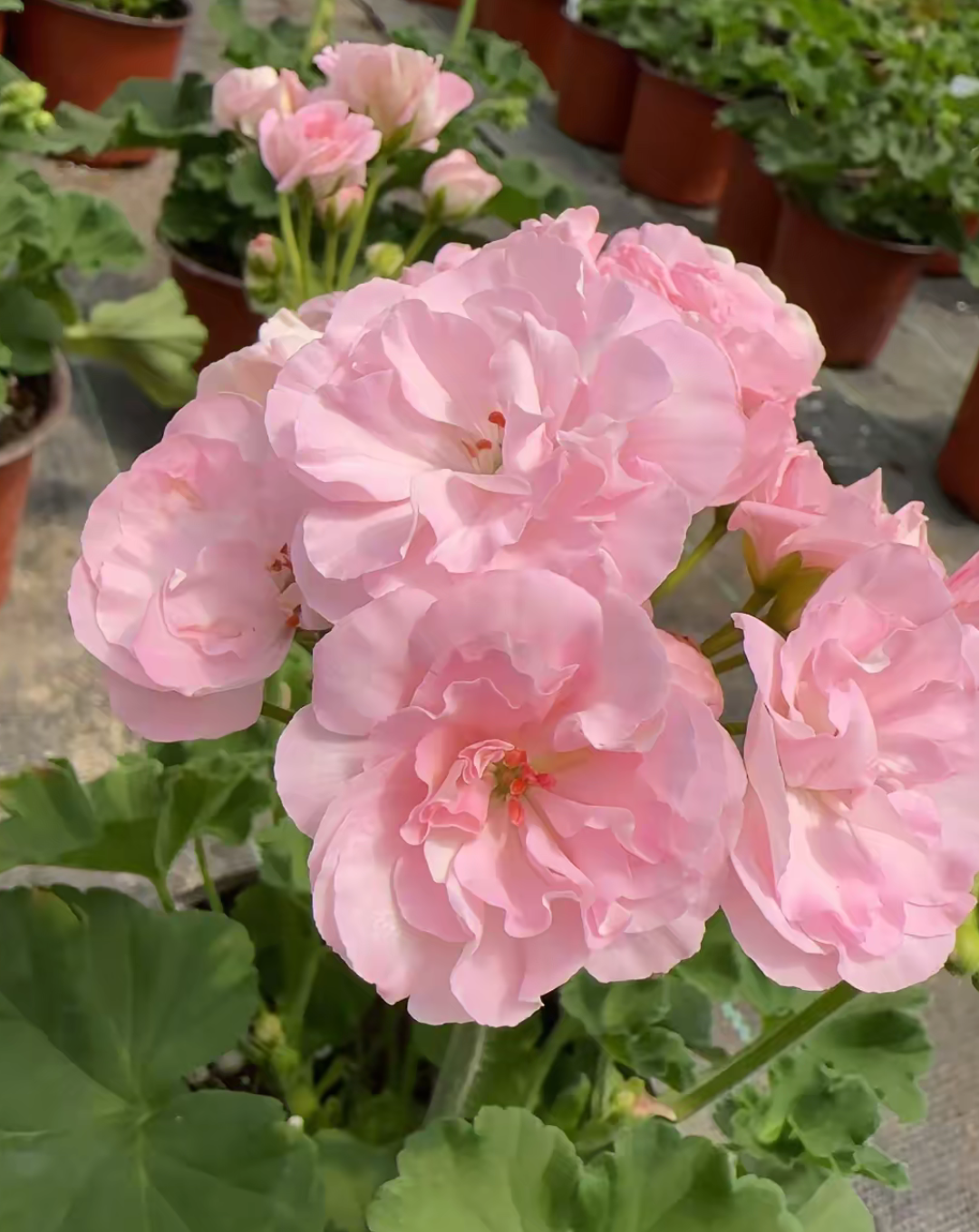 【少女心】天竺葵大花球耐热品种天竺葵花苗于零下2度拍保温