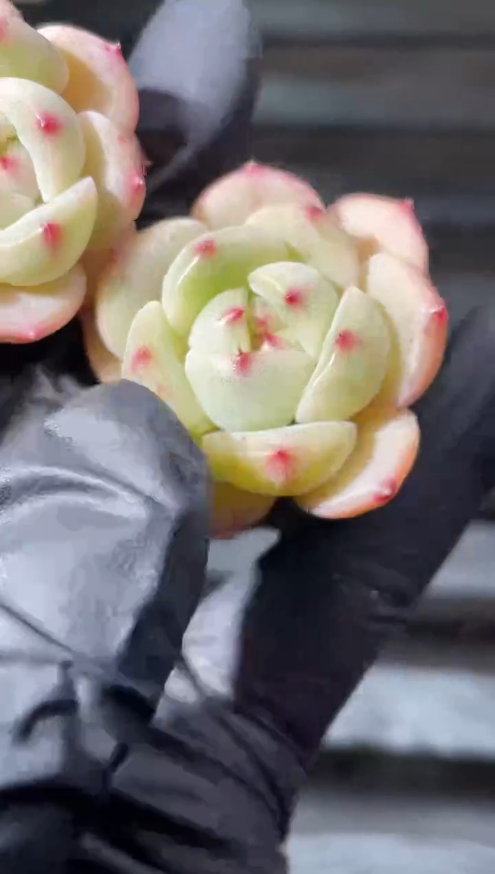 27-29 翡灯系2-3厘米量拍发一颗