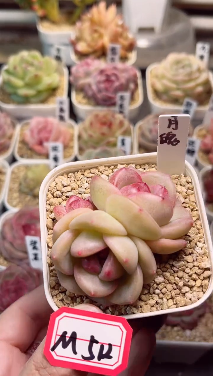【闪购商品】M512月魄一物一拍