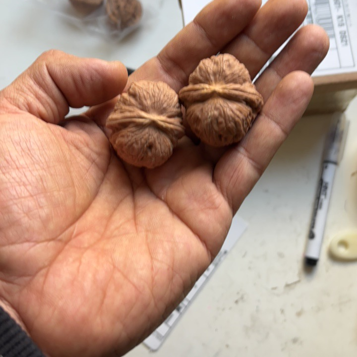 精品原皮文玩四座楼狮子头麒麟纹官帽核桃把件