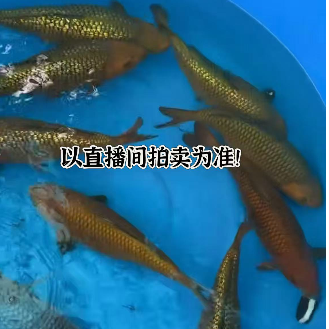 32号日本纯种锦鲤活鱼红白大正昭和丹顶白写淡水冷水观赏鱼