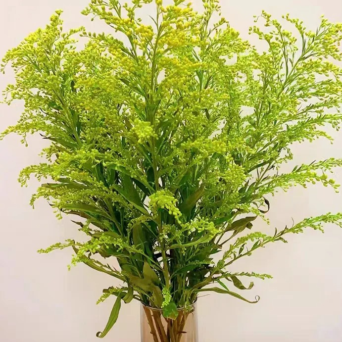 x【黄莺草】同地址两单以上顺丰/德邦+送保鲜剂