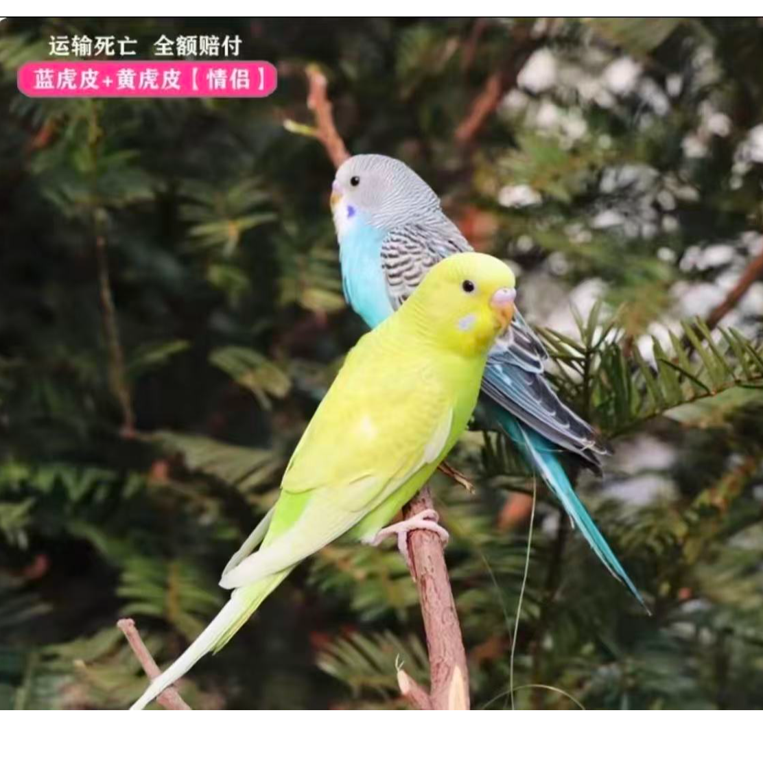 手养虎皮鹦鹉活体适合家养可繁殖观赏亲人的宠物鸟