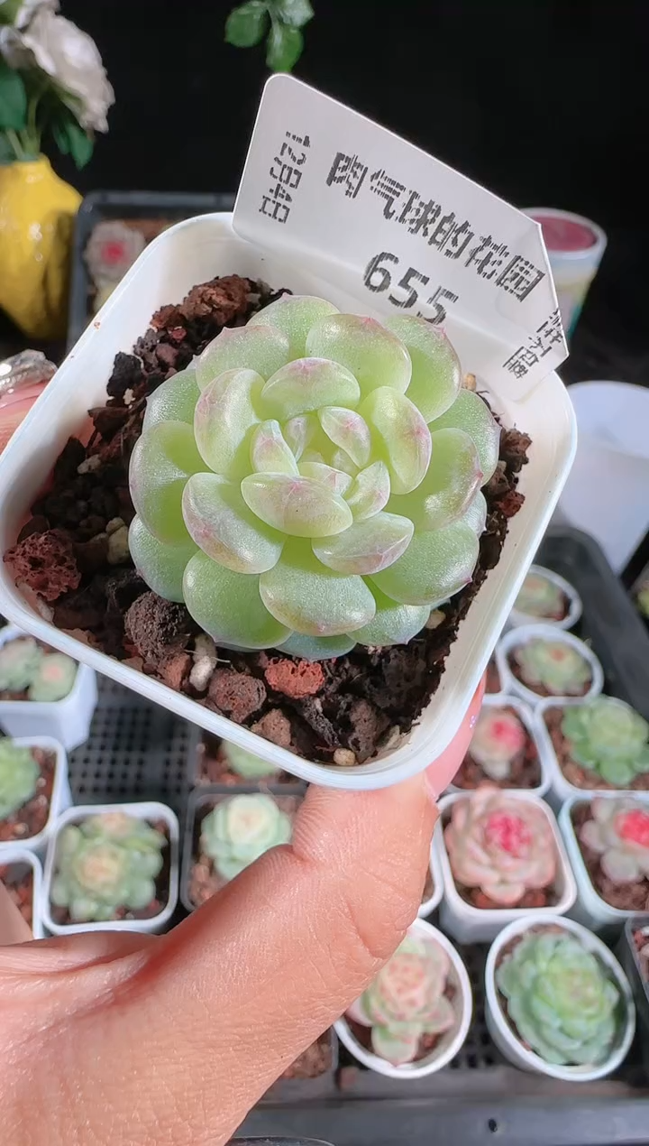 1204-655清浅多肉群生不包整