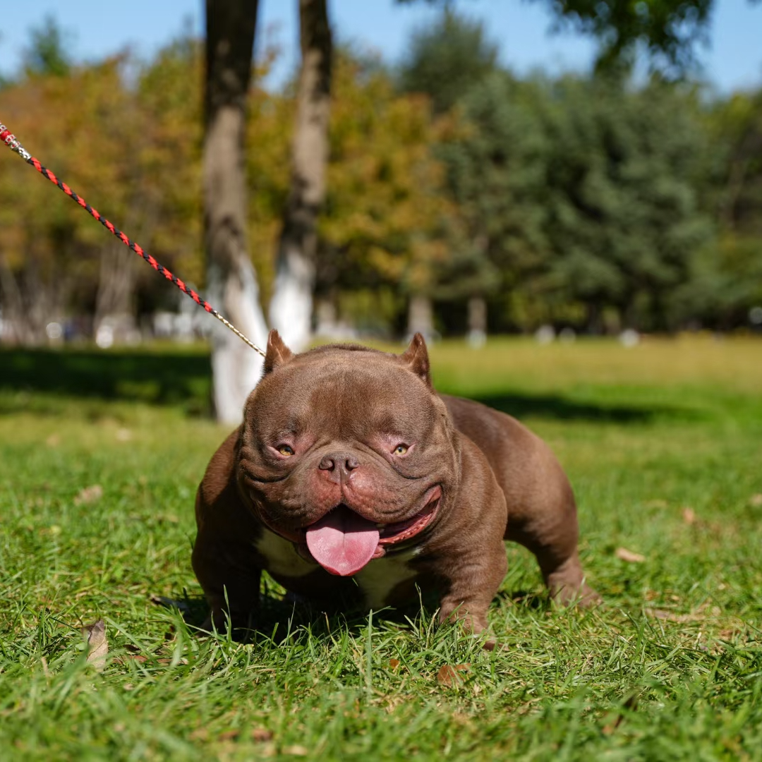 《恶霸天花板》T宠物狗狗活体