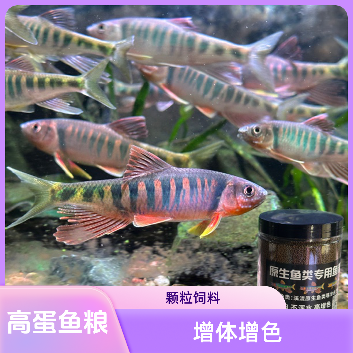 渔场自用高蛋原生鱼长鳍鱲饲料增体增色通用型观赏鱼粮