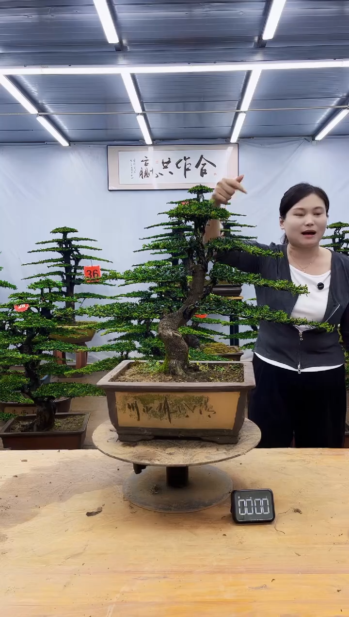 无花朵一物一拍，所见即所得