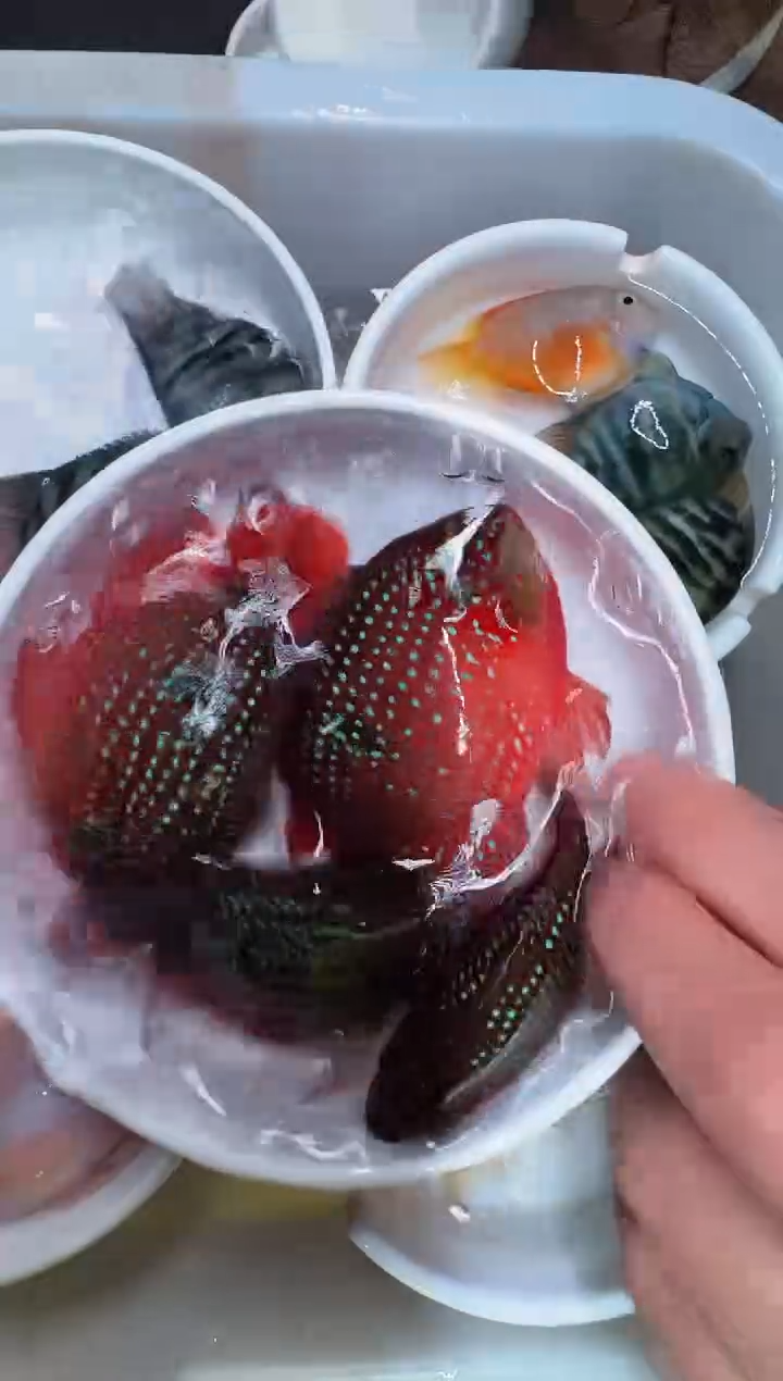 红宝石鱼2对红宝石