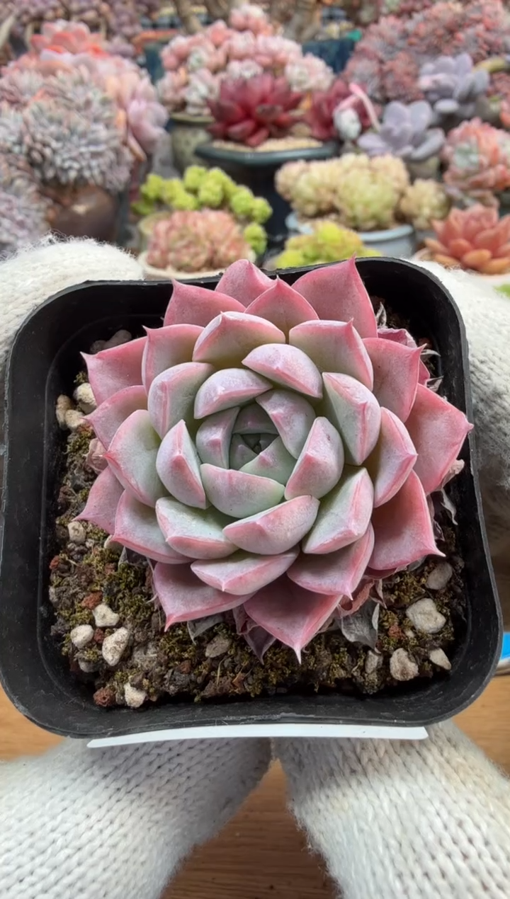 东云多肉园三号店-229