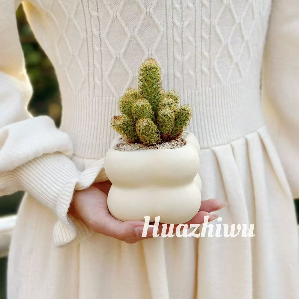 铂金手指仙人掌仙人球盆栽盆景室内客厅办公室桌面耐旱花卉绿植
