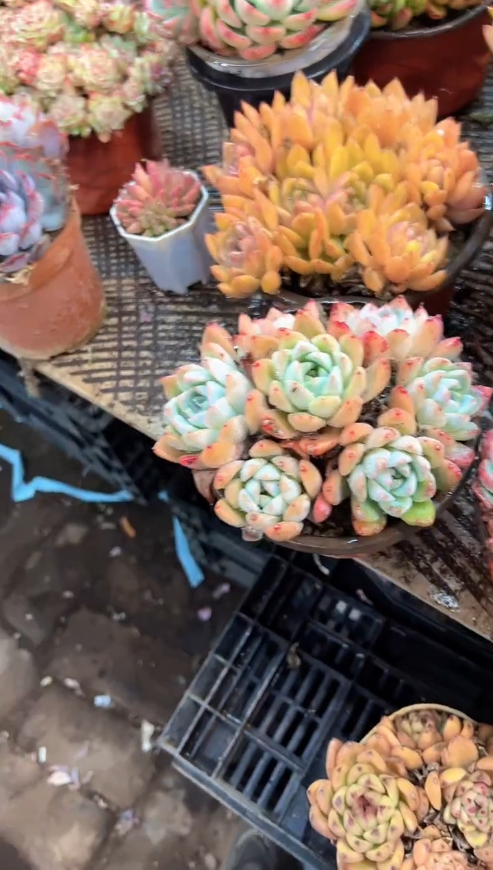 要****呀多肉植物一物一拍20420