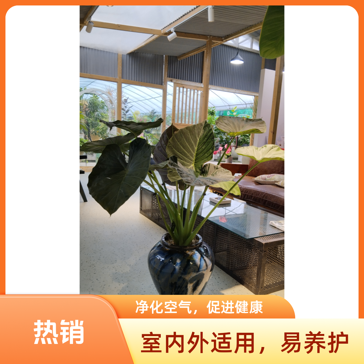 【怡然臻选】帝王盾