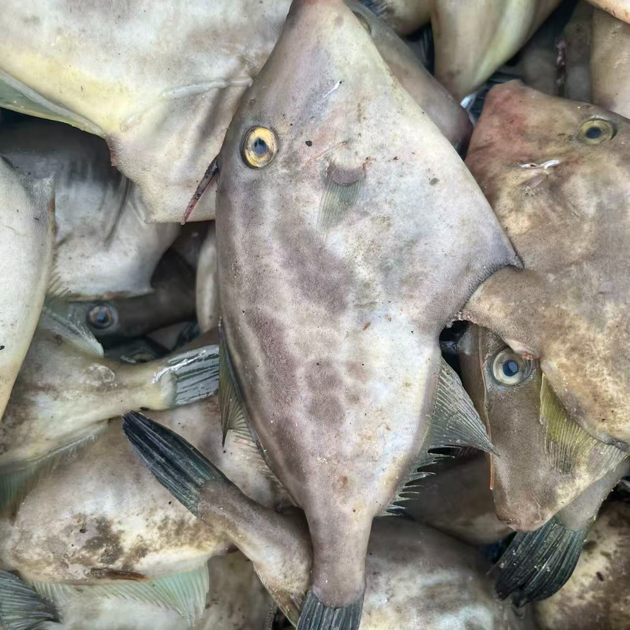 【海捕野生面包鱼】青岛本地原产地  顺丰发货