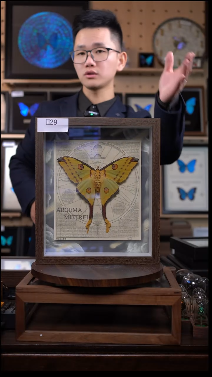 彗星尾大蚕蛾h29