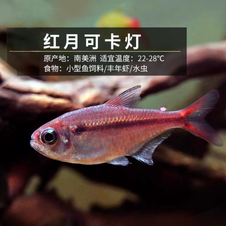 红月可卡灯2-3厘米左右