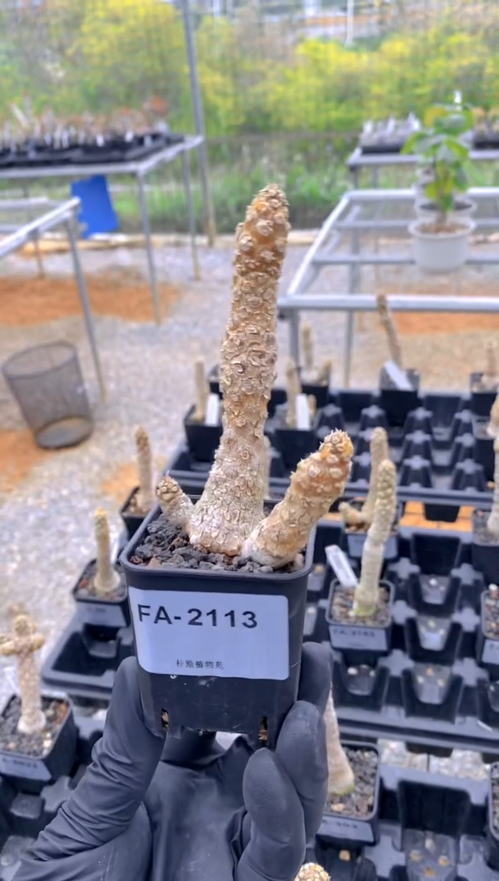 【闪购商品】霍伍德琉桑FA-2113