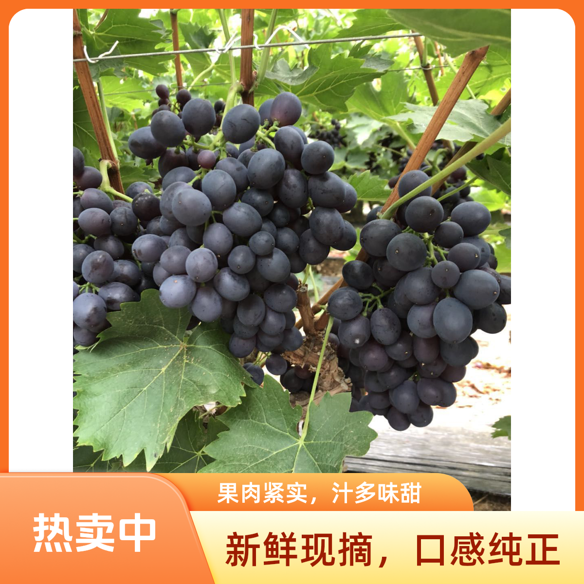山东平度大泽山玫瑰香葡萄现摘现发口感纯正京东冷链次日达山东省
