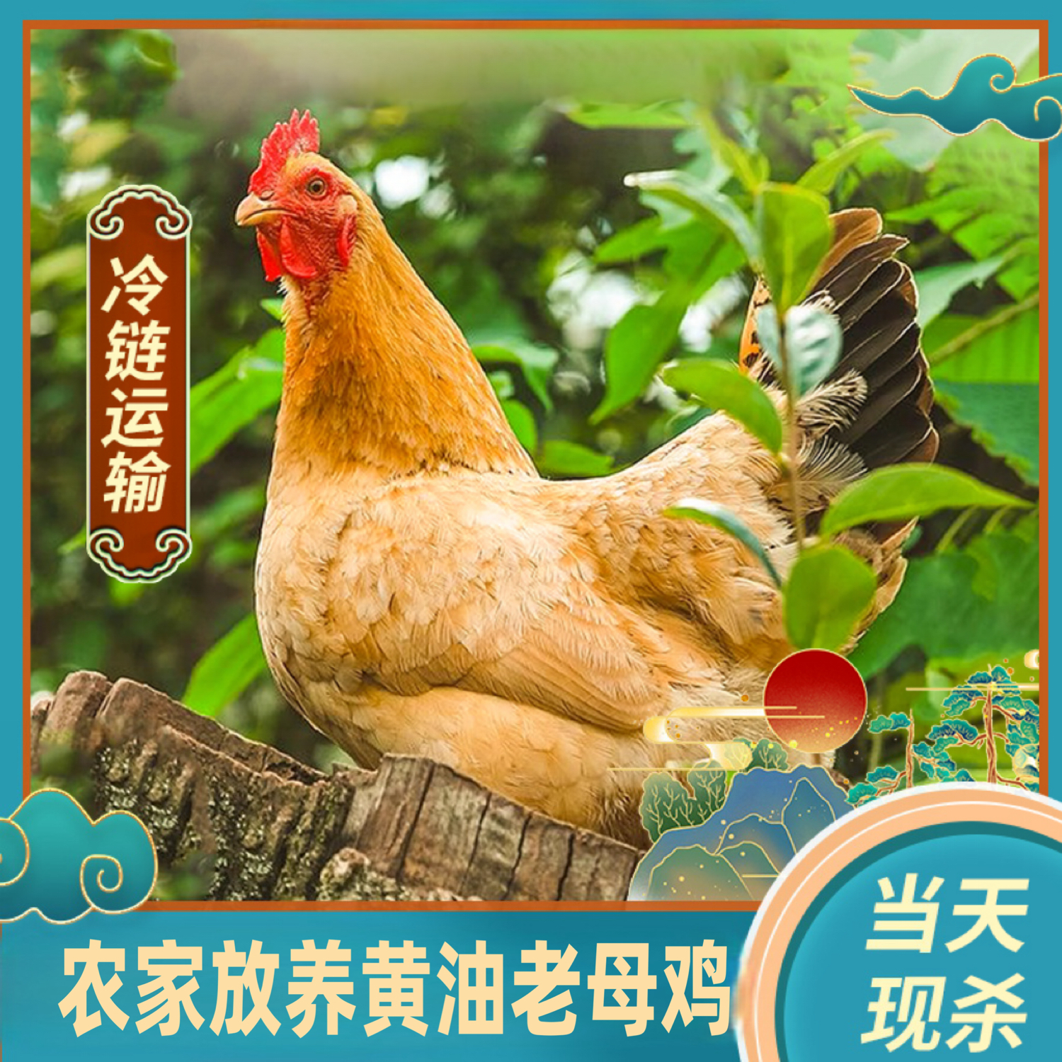  【山里人生态农场】农家放养黄油老母鸡 带内脏 3只净重7.5斤