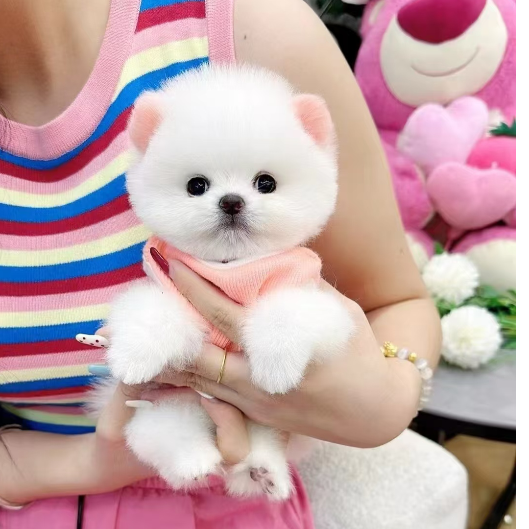 欢欢博美比熊泰迪