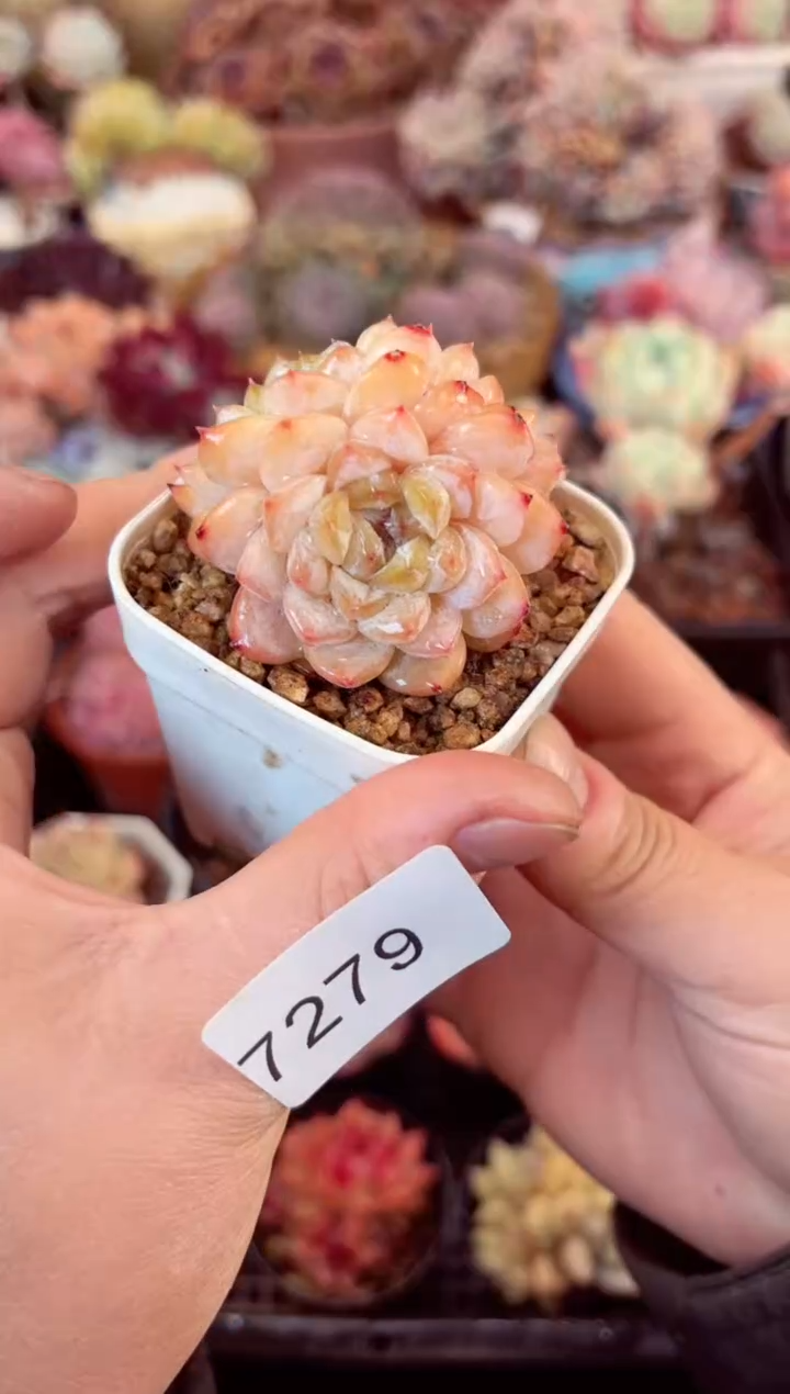 【闪购商品】7279冰钻多肉