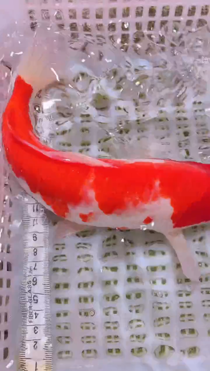 锦鲤冷水观赏鱼全场包邮76