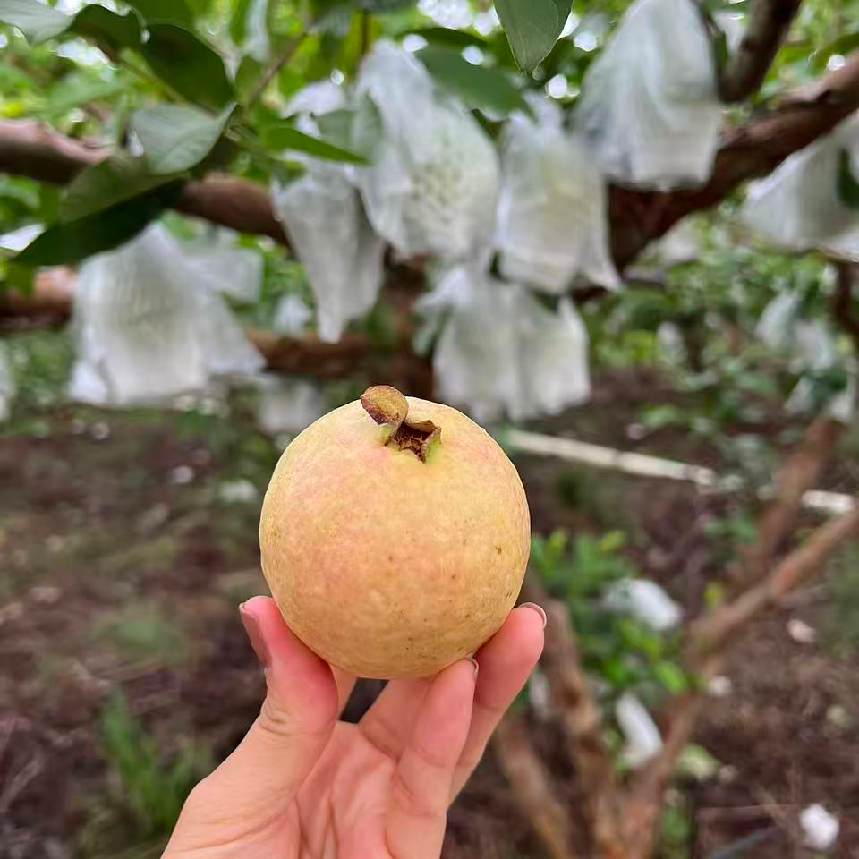 顺丰增城胭脂红番石榴软软糯糯的果肉广东省