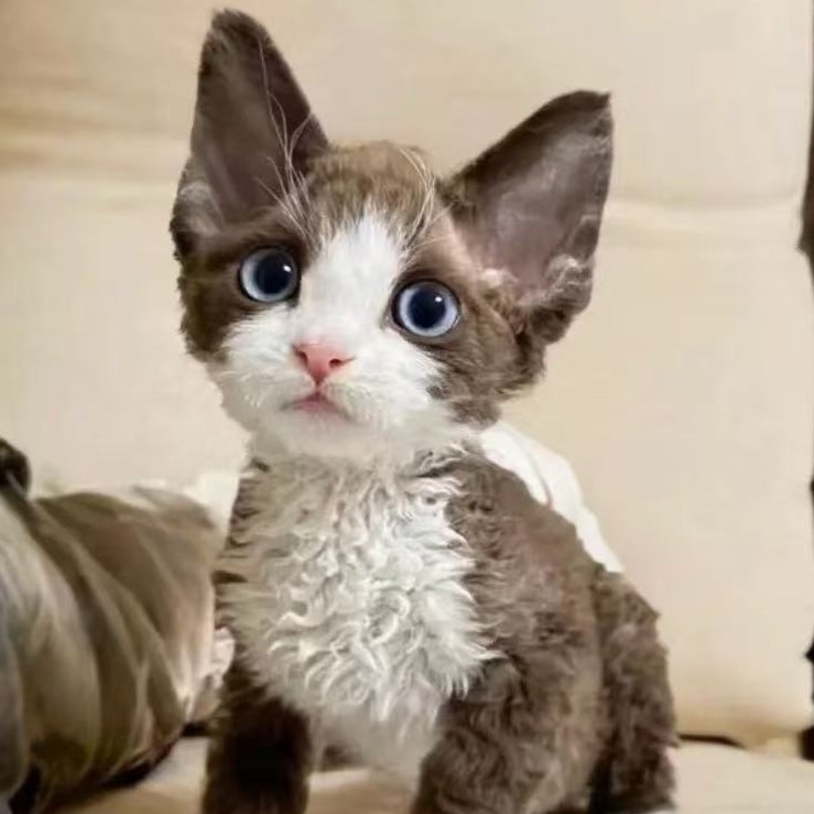 【翟家萌宠】亮亮德文卷毛猫