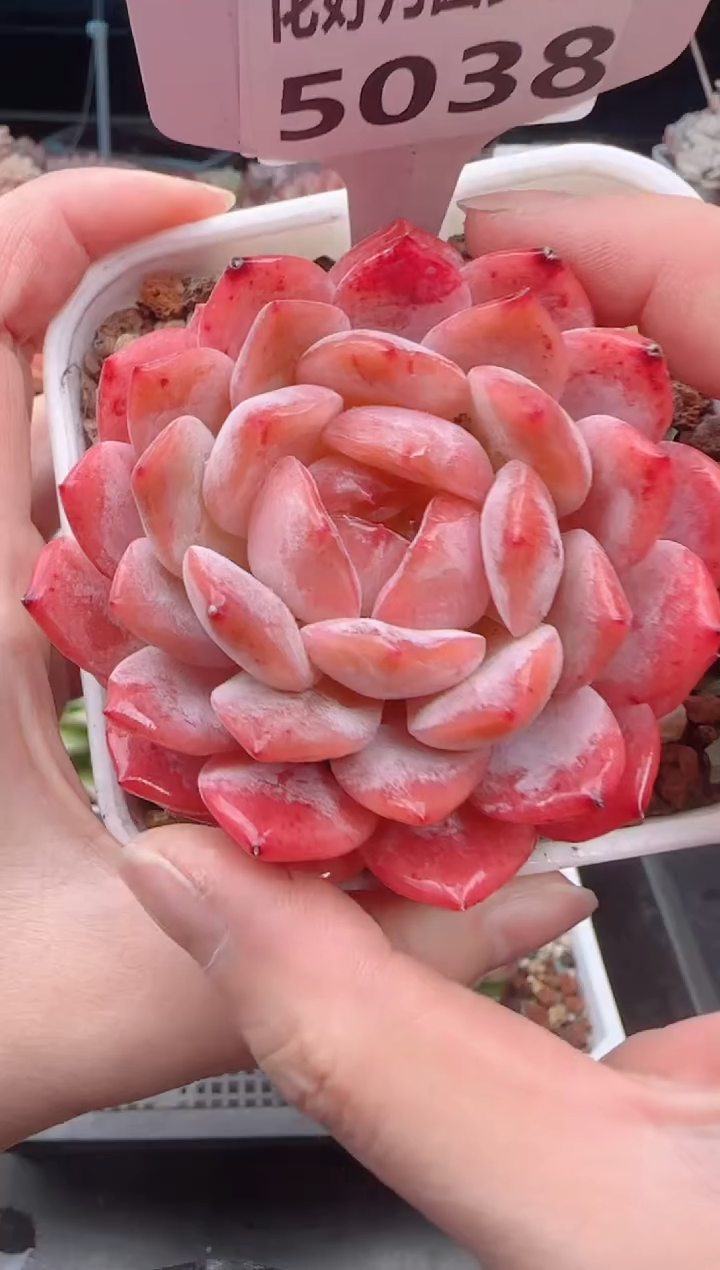 【闪购商品】5038橙子