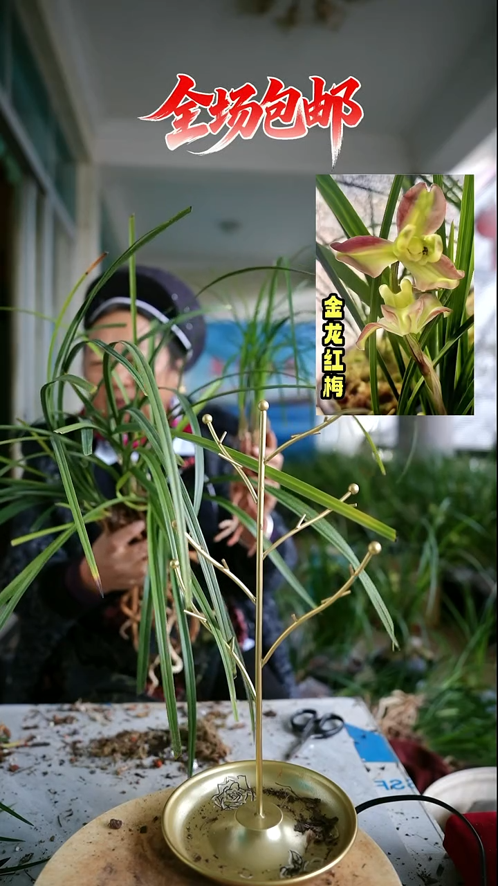 当前无花栽培后可以开花金龙红梅