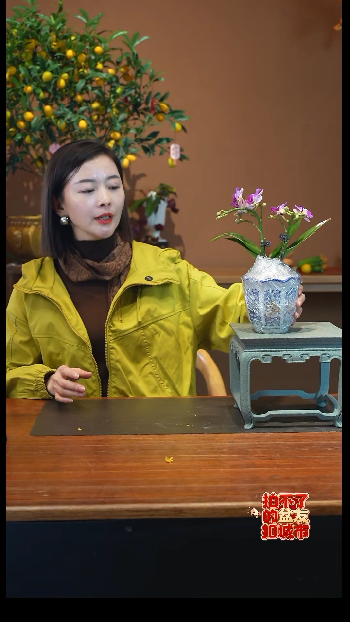 全部花朵小美人盆景盆景盆景