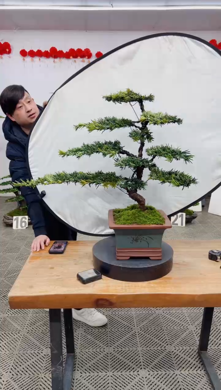 【闪购商品】盆景盆景