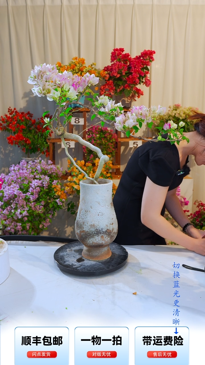 大部分开放少量花苞爱***猫皇后