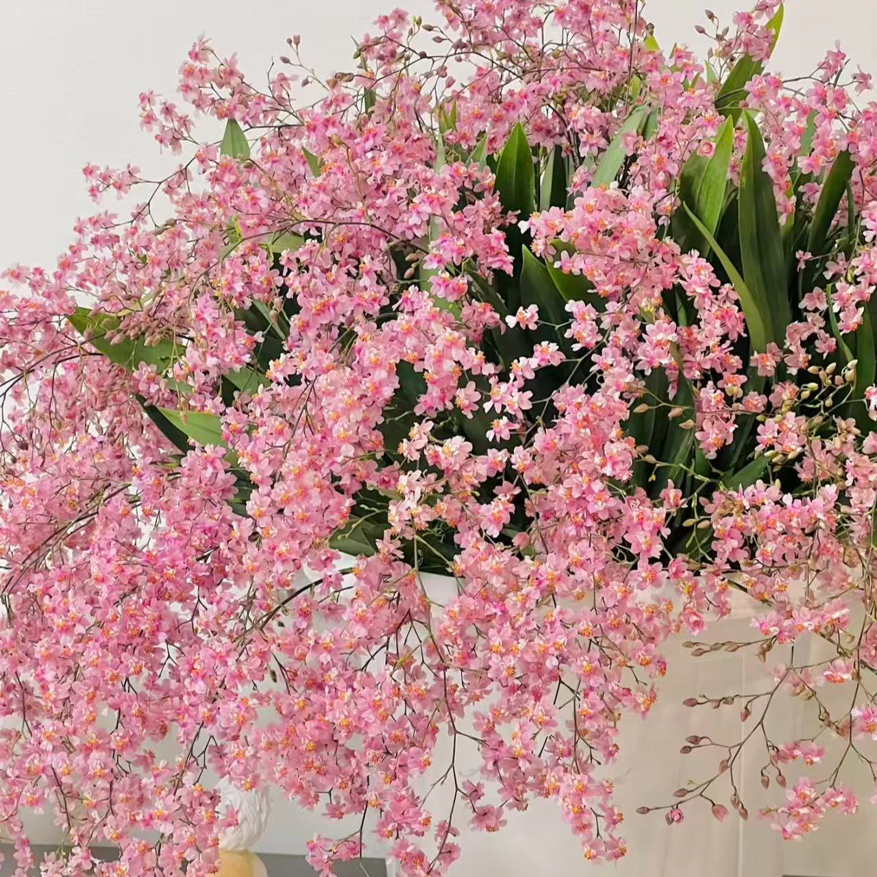 年宵花梦香兰《光宗粉》10支花剑或以上室内高端盆栽花多年生花期长