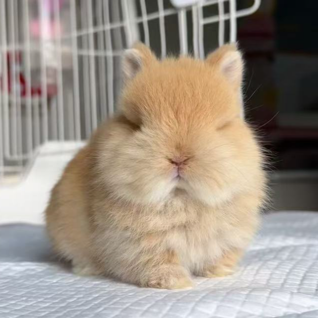 一只很萌的小兔子