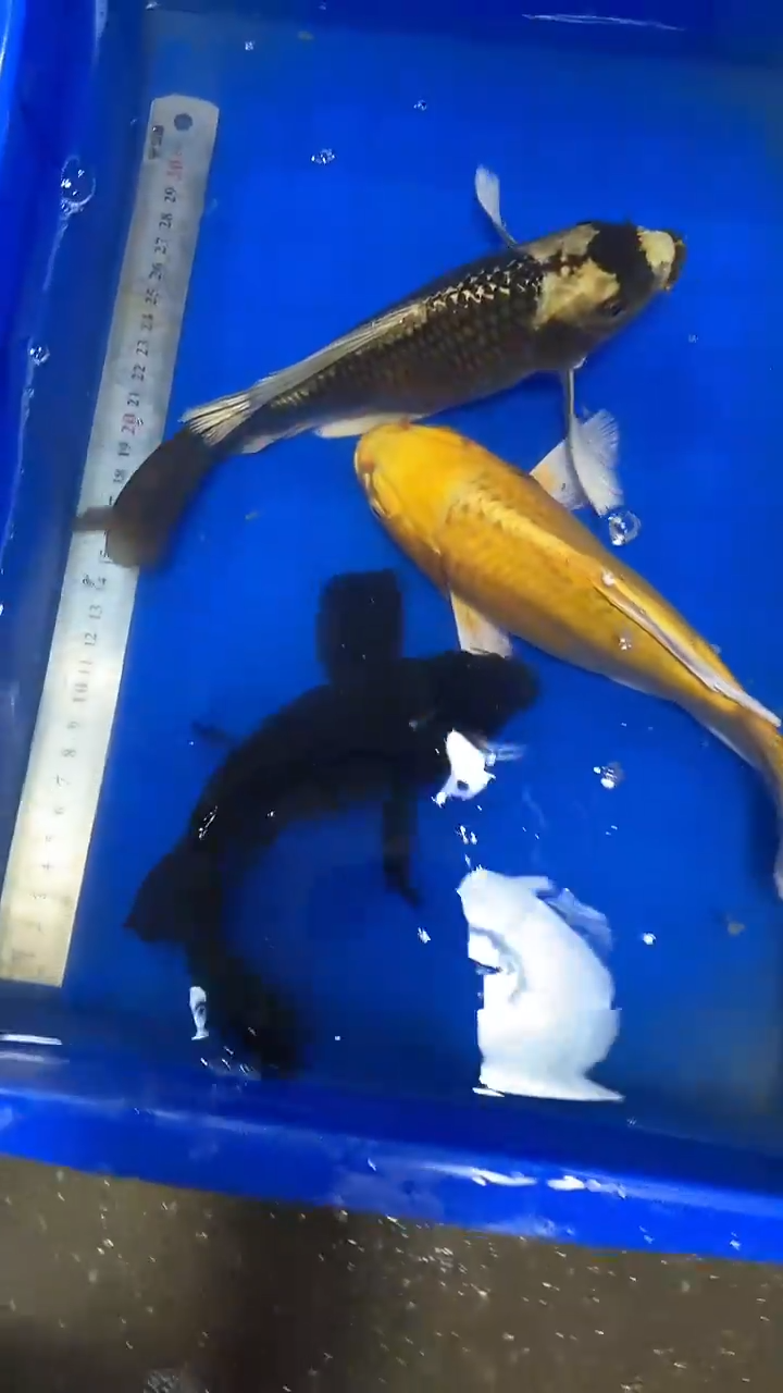 蝴蝶鲤鱼蝴蝶鲤直播选鱼专用链接 凭开箱视频售后