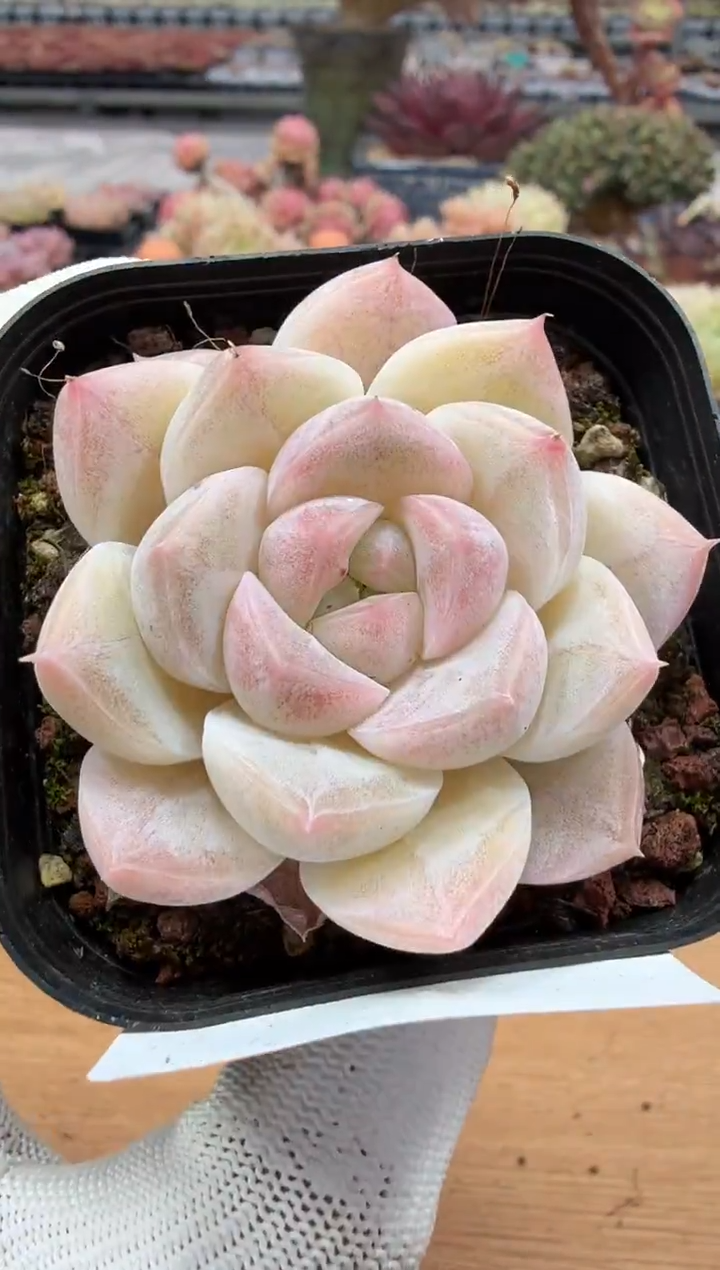 东云多肉园二店-100