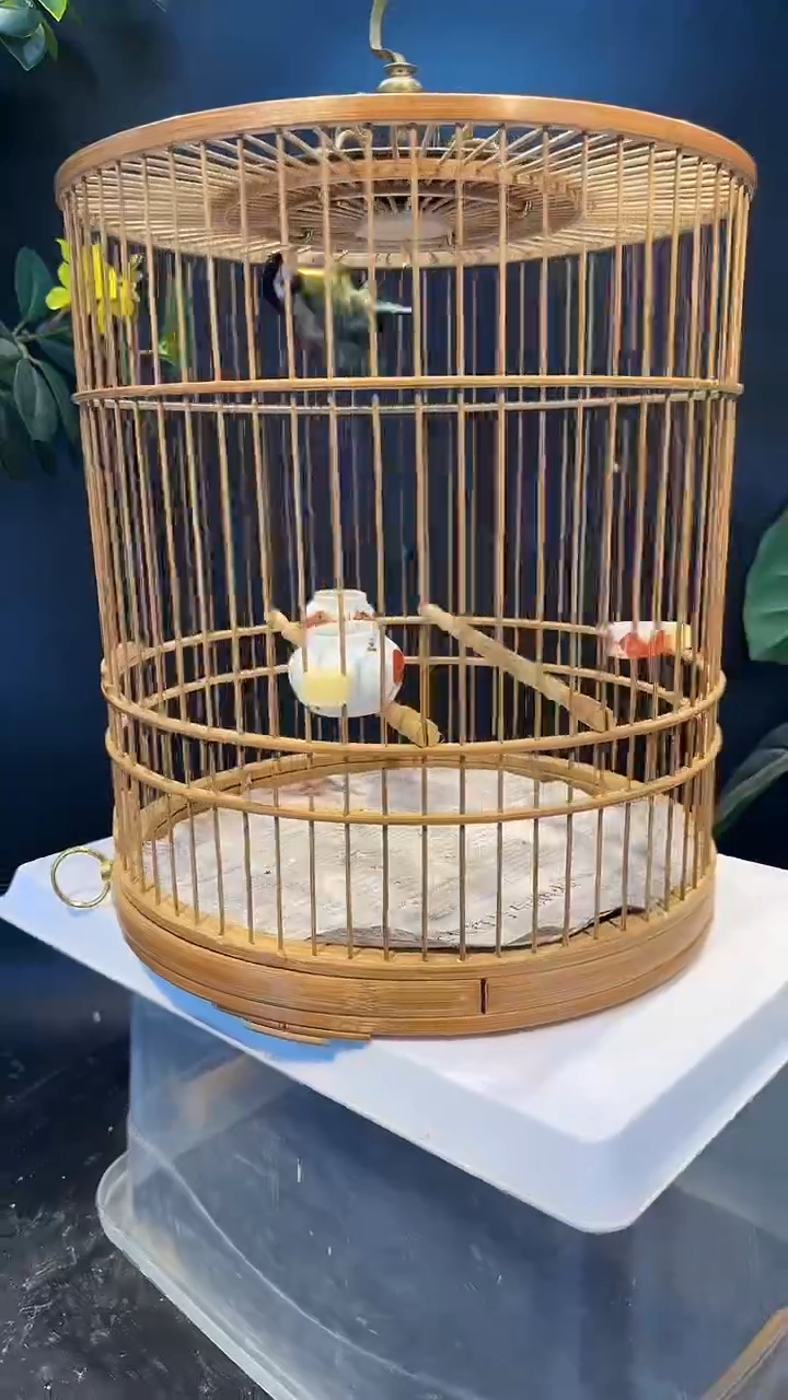 23号  点子养笼  0元起拍