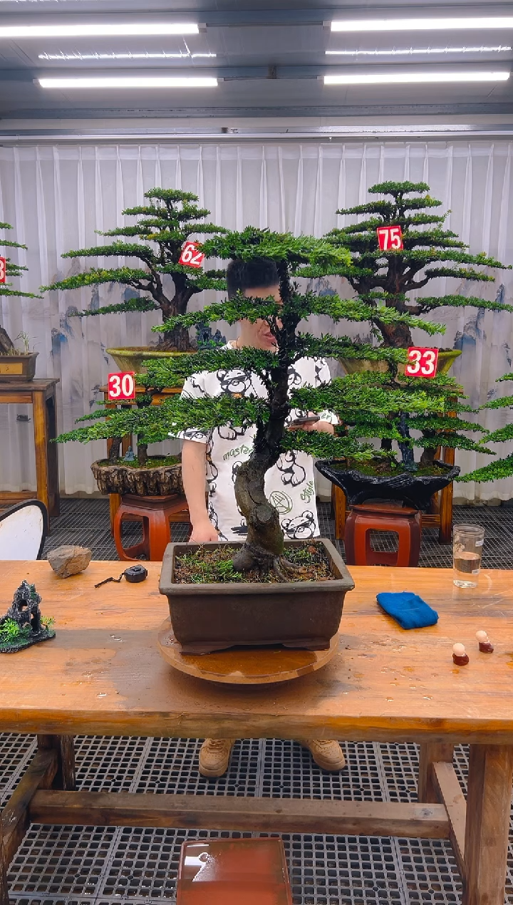 无花朵精品盆景直播间一物一拍
