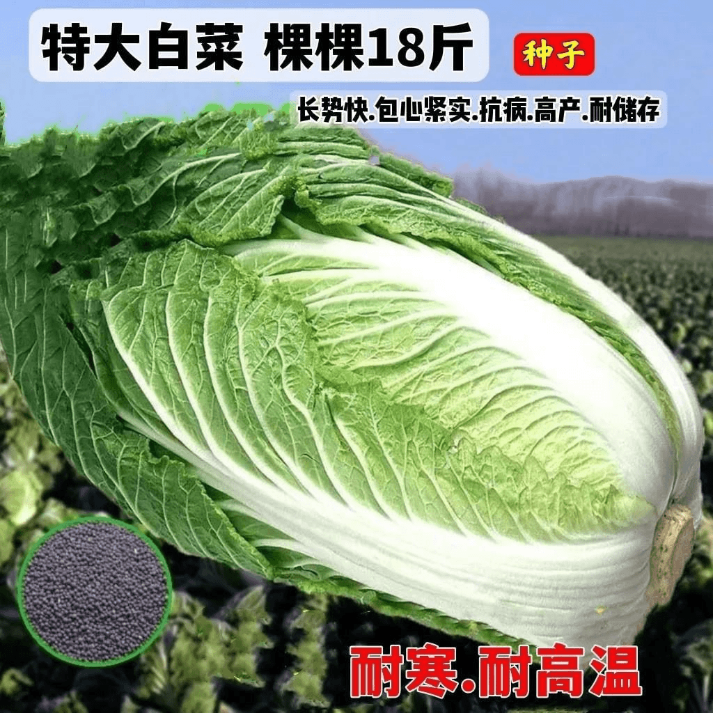 【全店满5包包邮】十八斤白菜王种子北京新三号高产早熟大白菜种