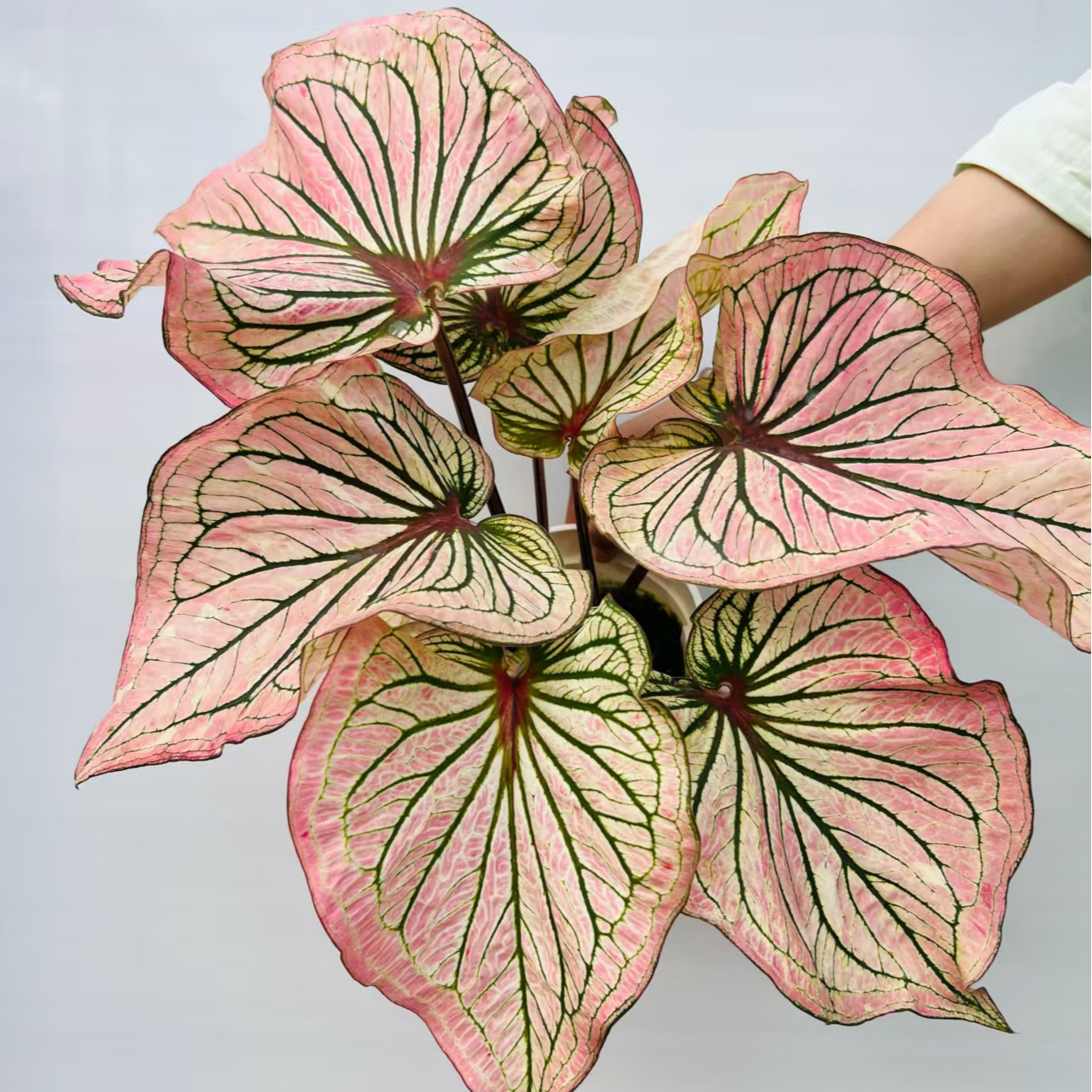 小仙女彩叶芋盆栽多年生草本 室内好养活 观叶植物阳台庭院可地栽