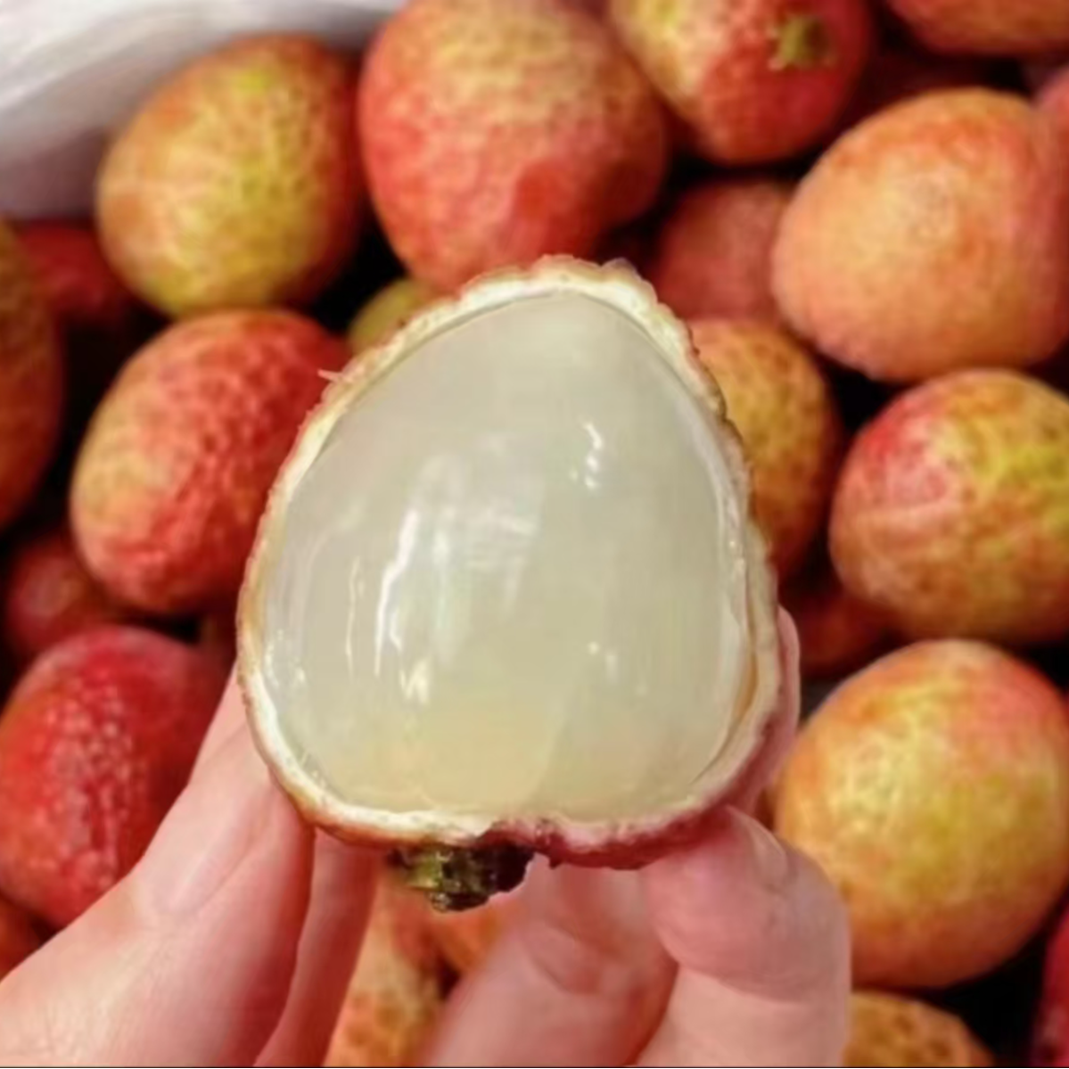 白糖罂 海南鲜果荔枝 当季新鲜 13克以上 2-8斤只发川渝荔枝同城送